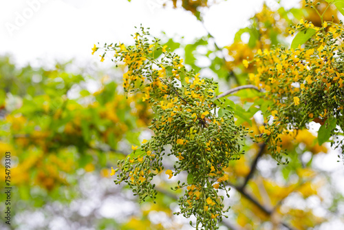 Yellow flower of burma padauk tree photo