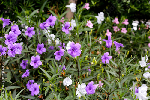 Ruellia tuberosa flowers with green leaves