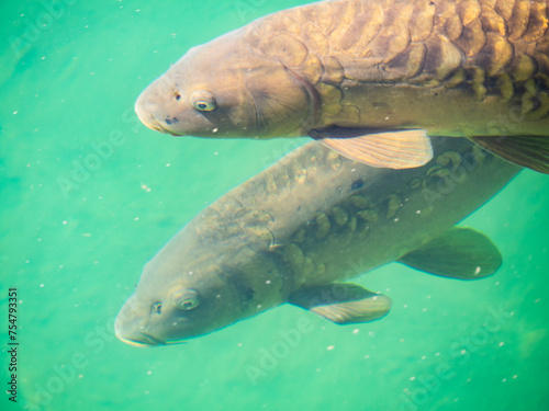 Carps in a pond of clear green water