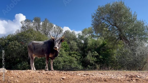 Podolica cow grazing freely, turning to look behind her photo