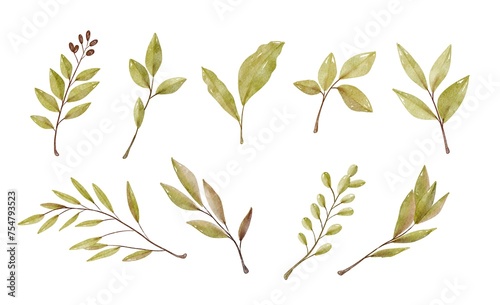 Watercolor green branches  isolated on white background