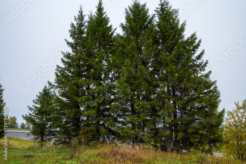 large fir trees growing next to the roadway.