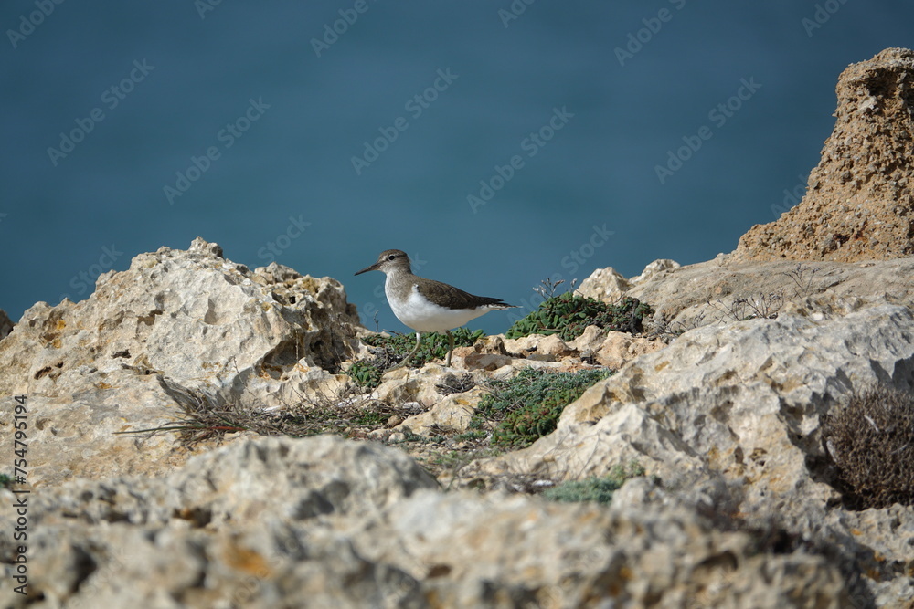 Fototapeta premium common sandpiper (Actitis hypoleucos) on the rocky coast of Mallorca in early spring