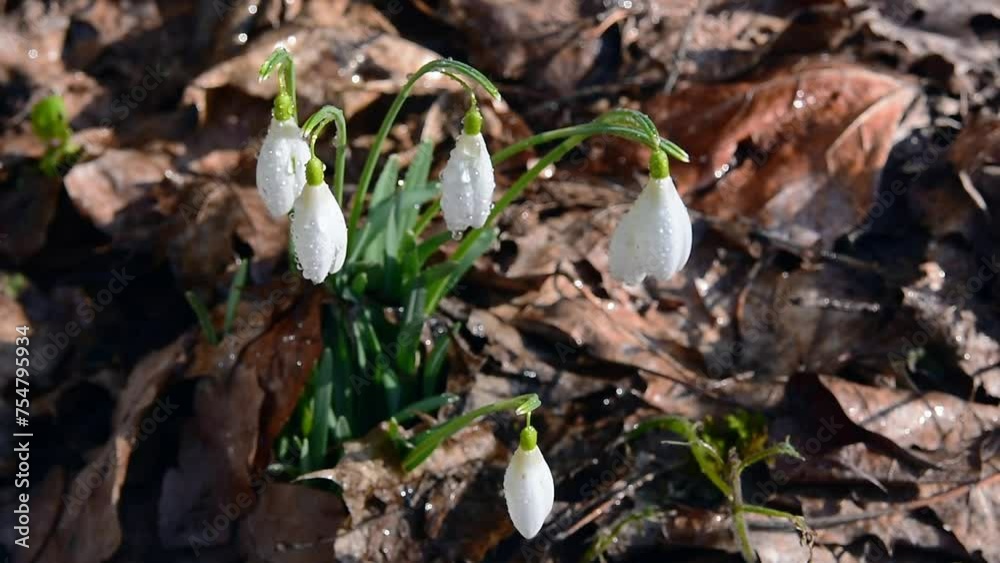 First spring flowers - snowdrops (Galantus) First spring flowers - snowdrops (Galantus)