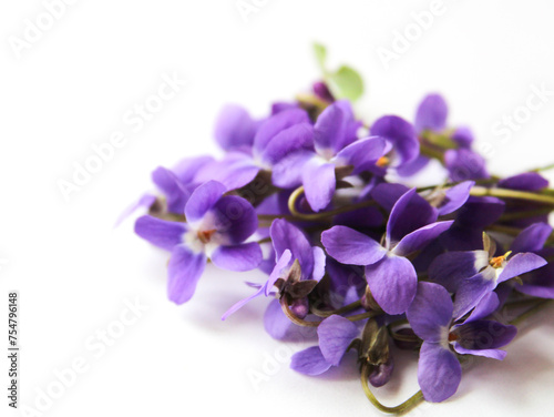 Beautiful violet flowers on white background 