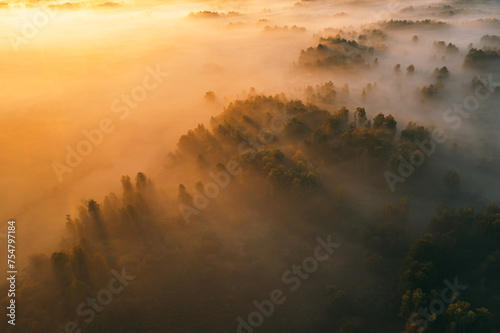 A foggy forest with trees and sunlight filtering through the fog.