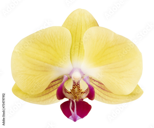 Fleur d'orchidée phalaenopsis jaune