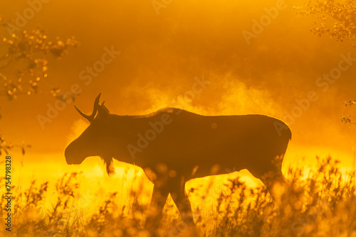 Moose in the early morning mist