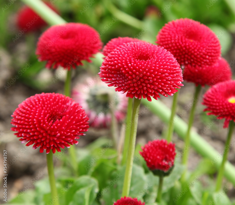 Pâquerettes Bellis perennis rouges Pâquerettes Bellis perennis rouges