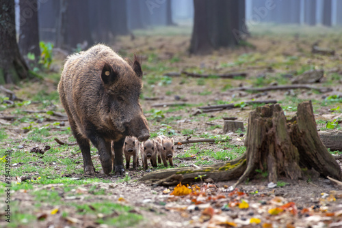Junge Bache mit Frischlingen (Schwarzwild)