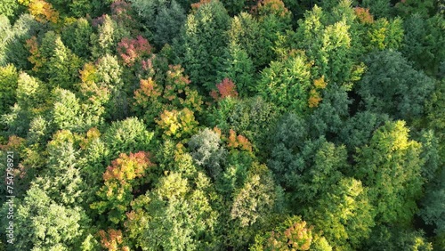 Wallpaper Mural View from above of a fabulous autumn forest in sunny weather. Torontodigital.ca