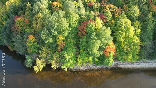 Wallpaper Mural The beautiful forest is covered with green colors. Torontodigital.ca