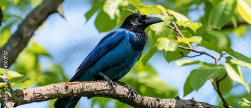  a blue bird sitting on top of a tree branch next to a green leaf filled tree filled with lots of leaves. © Jevjenijs