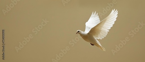  a white bird flying through the air with it's wings wide open and it's wings spread wide.