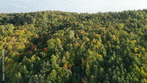 Wallpaper Mural The autumn forest plays with colors from green to orange. View from a drone. Torontodigital.ca