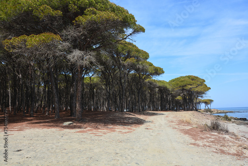 pineta santa lucia la caletta sardegna photo