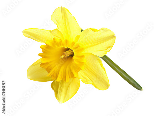 yellow daffodil closeup cutout png transparent background