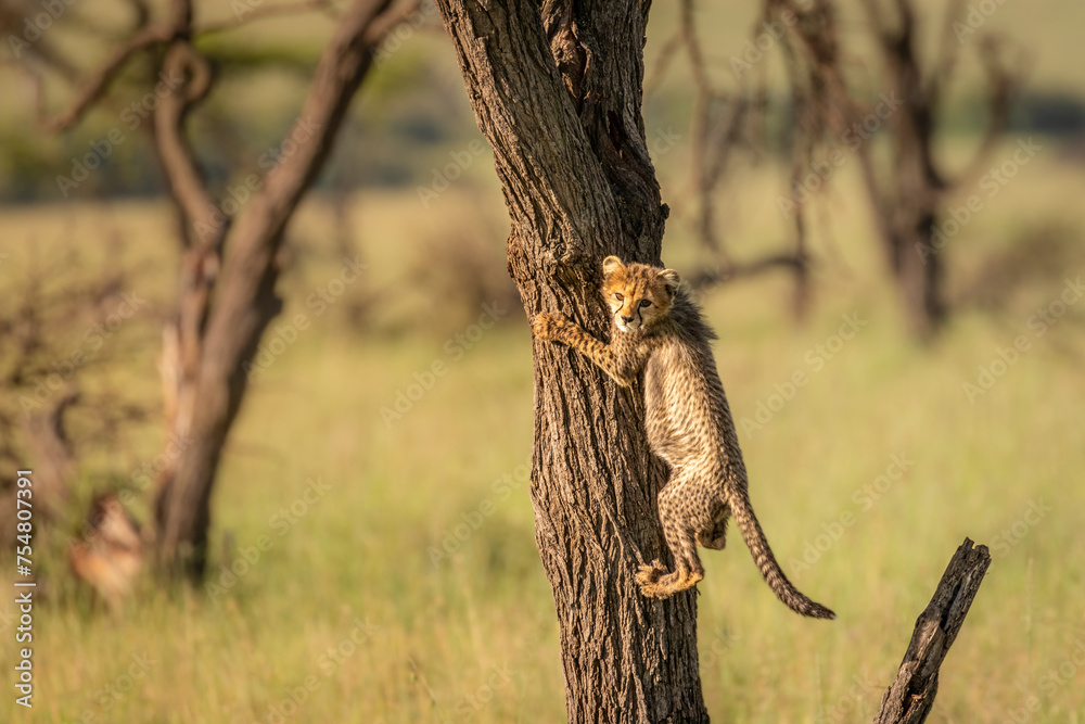 Obraz premium A cheetah cub ( Acinonyx Jubatus) climbing a tree, Olare Motorogi Conservancy, Kenya.