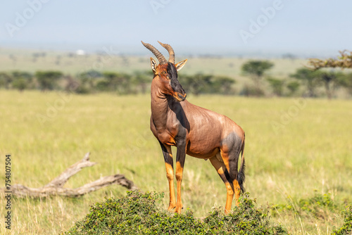 Male topi ( Damaliscus lunatus jimela) on a mound, Olare Motorogi Conservancy, Kenya. photo