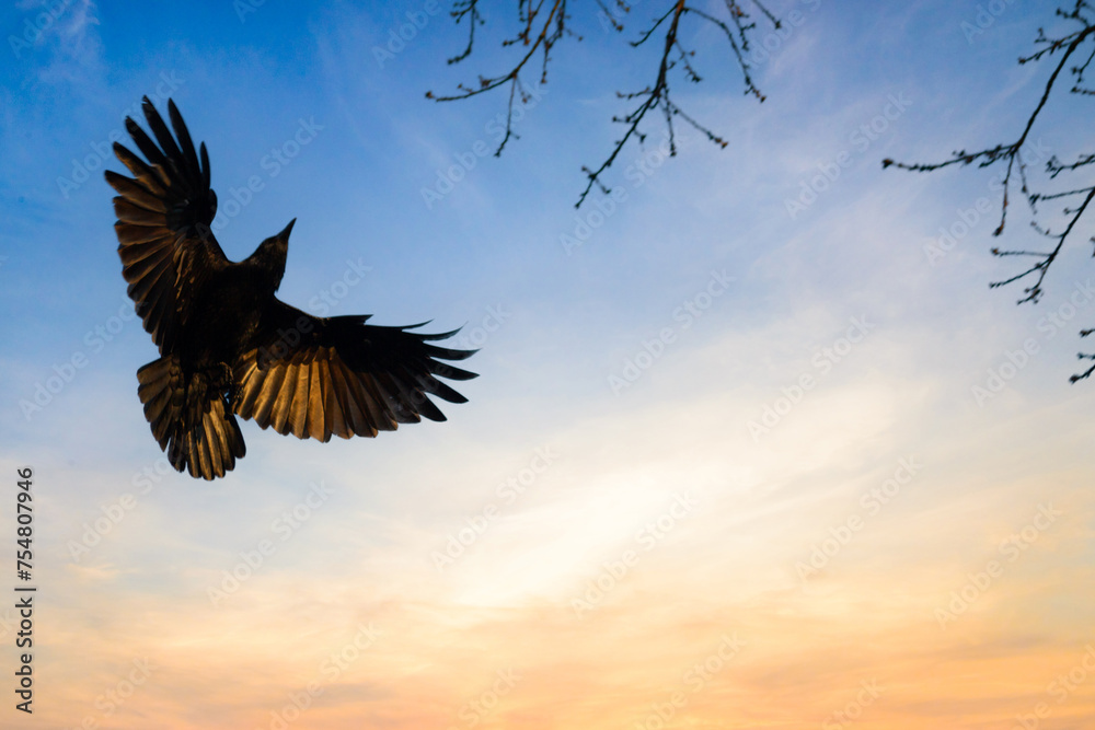 Obraz premium Herbivore crow flight in the blue sky