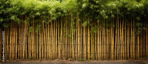 A bamboo fence covered with vibrant green leaves  creating a natural and visually appealing barrier. The lush foliage adds a touch of greenery to the surroundings.