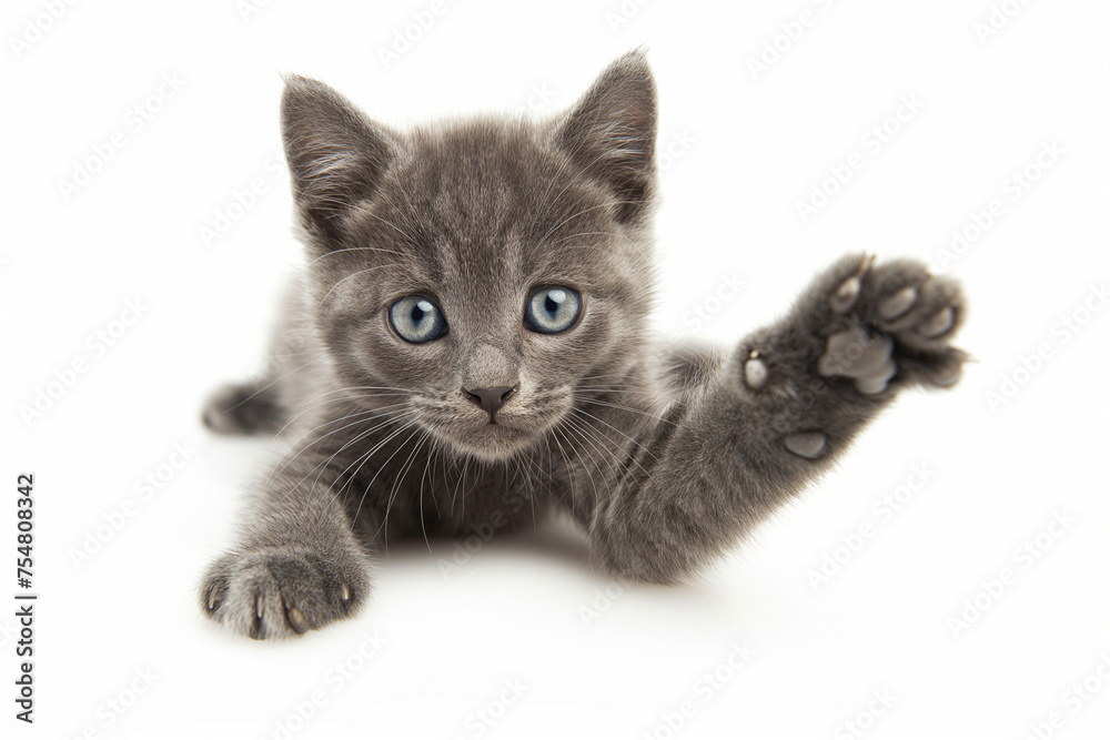 Obraz premium shorthair cat