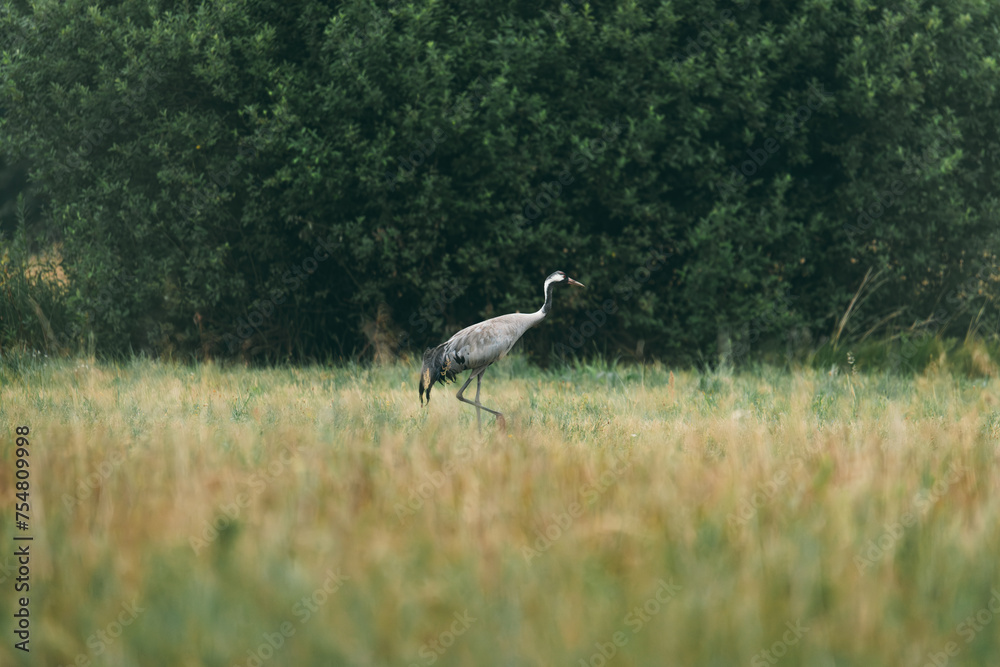 A bird standing in a field of tall grass.