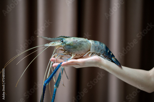 Hand holding fresh river prawns on dark background.