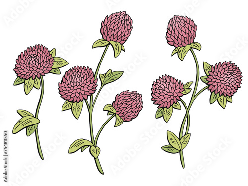 Clover flower graphic color isolated sketch illustration vector
