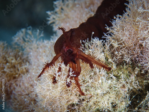 Weird sea cucumber from Cyprus photo