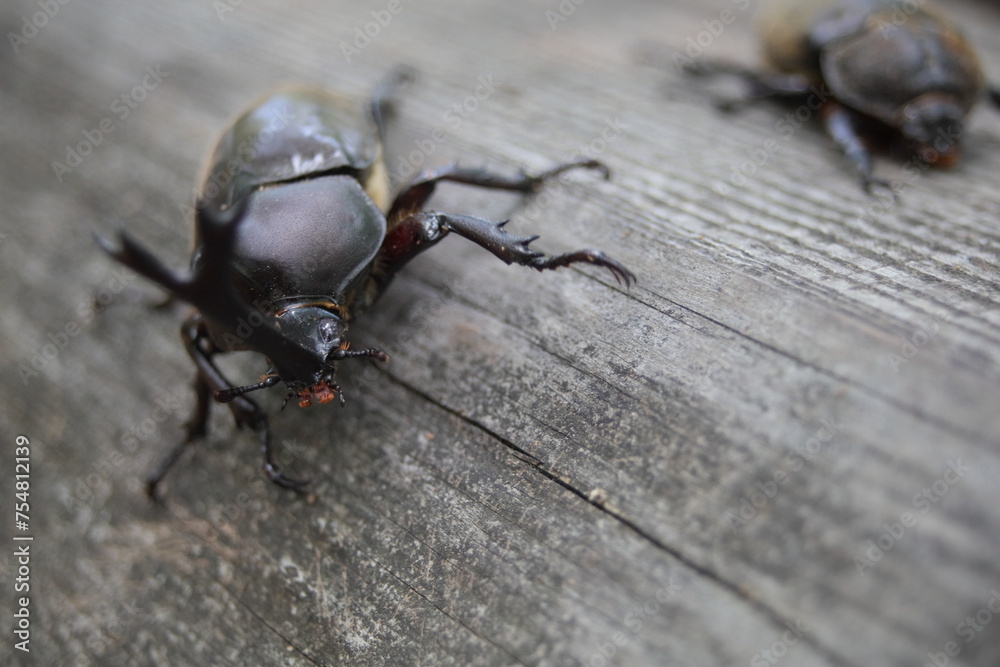 木にとまったカブトムシ 木にとまったカブトムシ