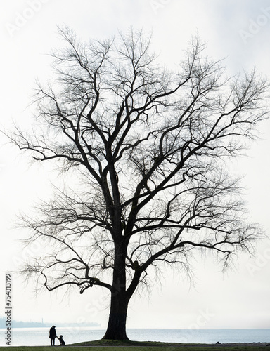 silhouette of a tree  a dog in the backlight in front of a lake  mist and silence