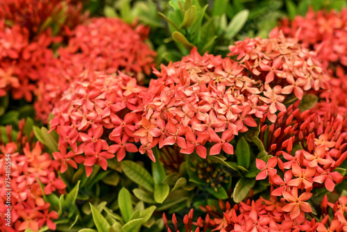 Ixora chinensis flower  commonly known as Chinese ixora