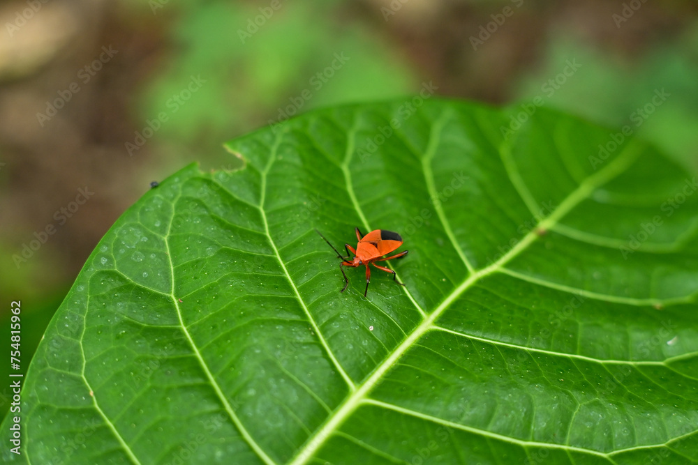 Fototapeta premium An insect sits on a leaf