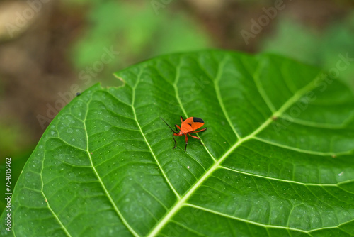 An insect sits on a leaf