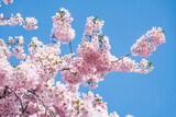 Pink cherry blossom flowers in spring