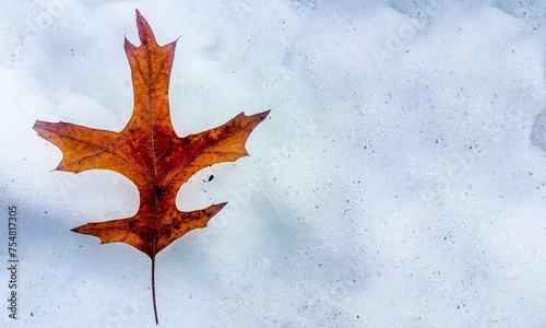 red maple leaf in the snow. Early spring