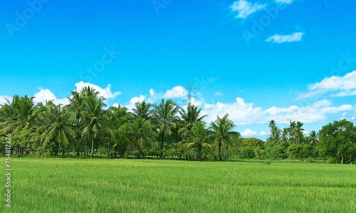 Beautiful and sunny view of rice fields in countryside with rice field, coconut palm, and blue sky