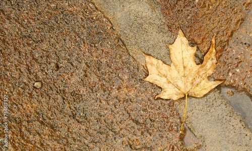 yellow autumn maple leaves on right. Flat lay, top view