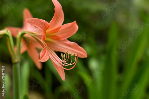 Hippeastrum striatum, or striped Barbados lily in the garden photo
