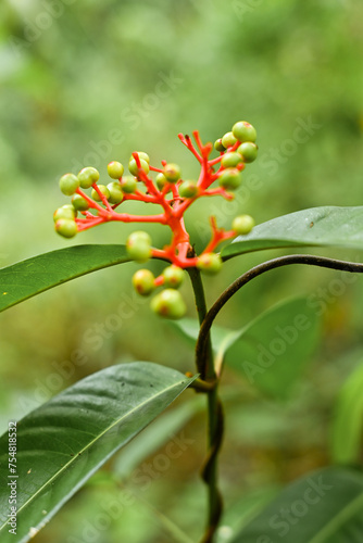 Jatropha podagrica is an upright herb that has medicinal properties photo