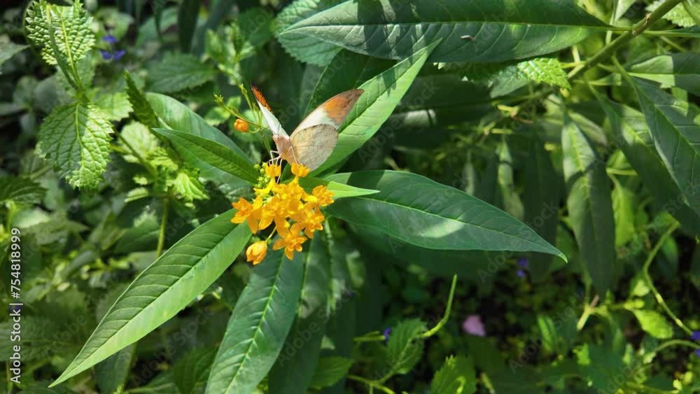 Close up of an orange tip butterfly flying around a yellow flower Close up of an orange tip butterfly flying around a yellow flower