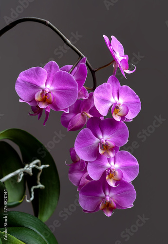 Fototapeta Naklejka Na Ścianę i Meble -  A blooming branch of a pink orchid on a gray background