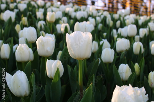 A field of white tulips with the word tulips on the top. Emirgan Grove Istanbul.