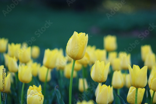 A field of yellow tulips with the word tulips on the top. Emirgan Grove Istanbul.  photo