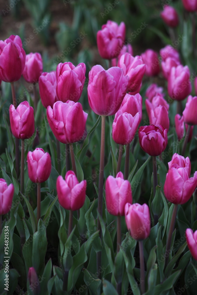 A field of purple tulips with the word tulips on the top. Emirgan Grove Istanbul.