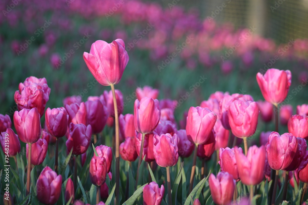 A field of purple tulips with the word tulips on the top. Emirgan Grove Istanbul. A field of purple tulips with the word tulips on the top. Emirgan Grove Istanbul.
