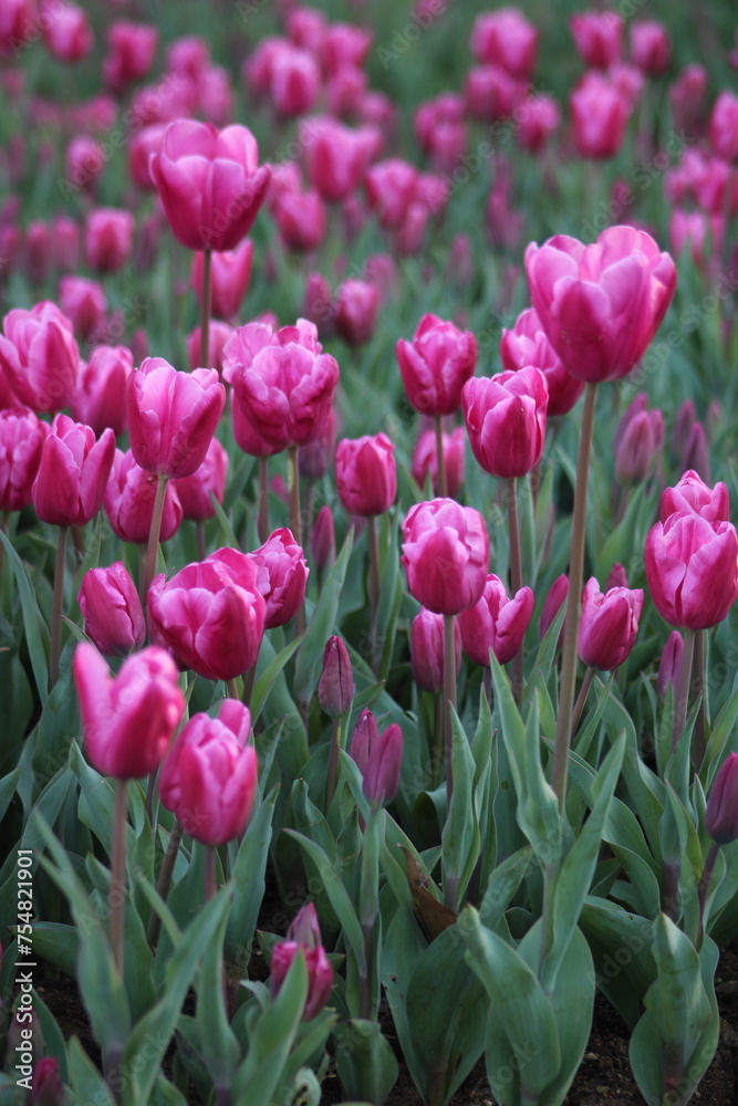 Obraz premium A field of purple tulips with the word tulips on the top. Emirgan Grove Istanbul.