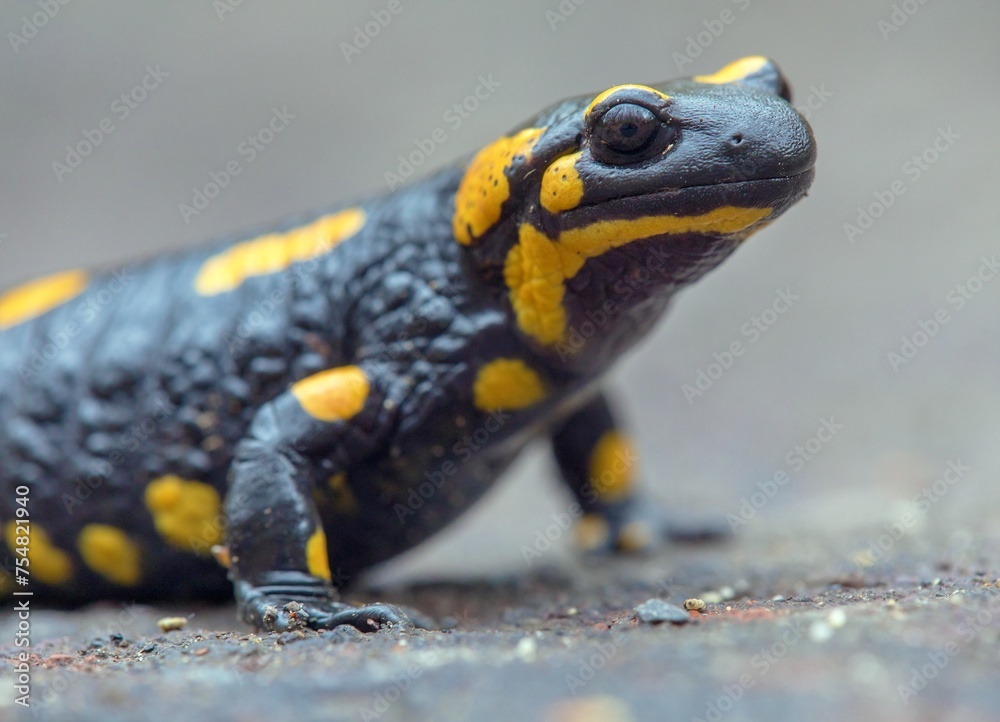 the fire salamander, in latin salamandra salamandra