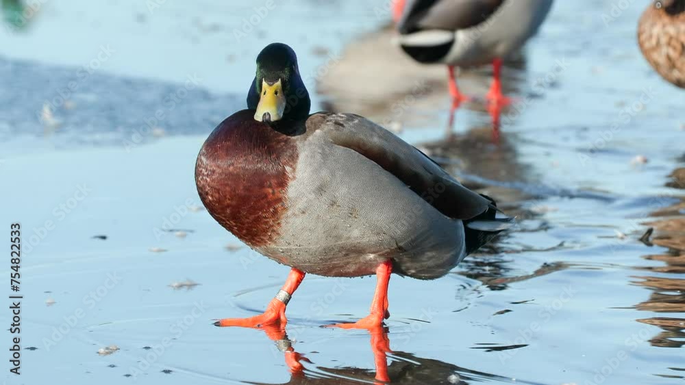 bird duck mallard male standing on ice water reflection natural world ostensjovannet bird sanctuary norway